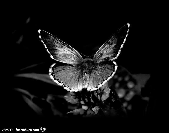 Falena in bianco e nero