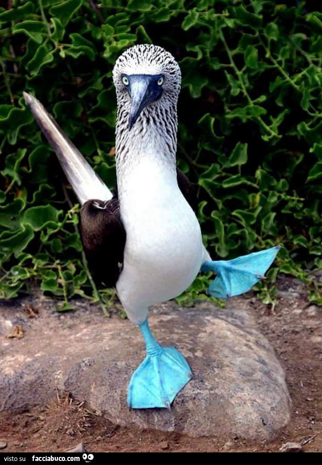 Pinguino dalle zampe blu
