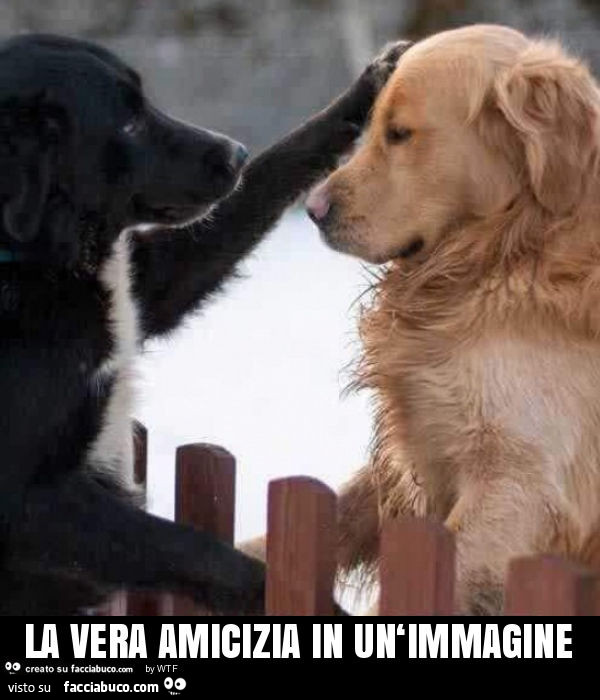 La vera amicizia in un‘immagine