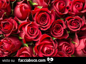 Rose rosse per Zulu56
