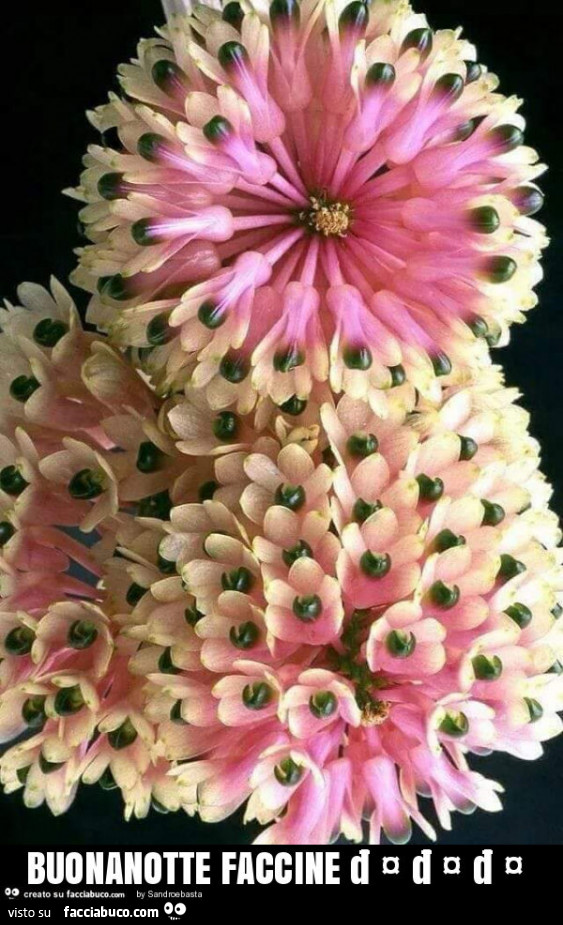 Buonanotte faccine ๐ค๐ค๐ค