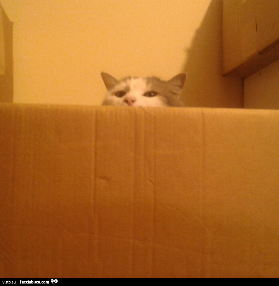 Il gatto di gashesofthesoul si affaccia dalla scatola