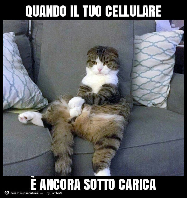 che cavolo meme sul gatto