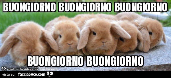 Buongiorno buongiorno buongiorno buongiorno buongiorno