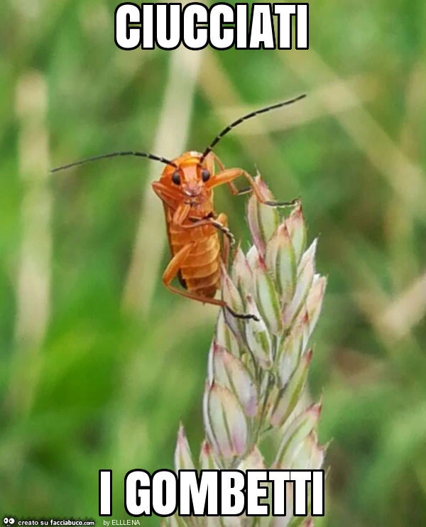 Ciucciati i gombetti
