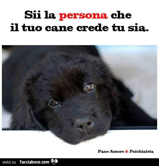 Sii la che persona il tuo cane crede tu sia