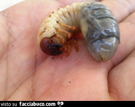 Vaccata