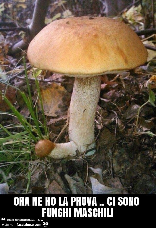 2226020474-ora-ne-ho-la-prova-ci-sono-funghi-maschili_b.jpg