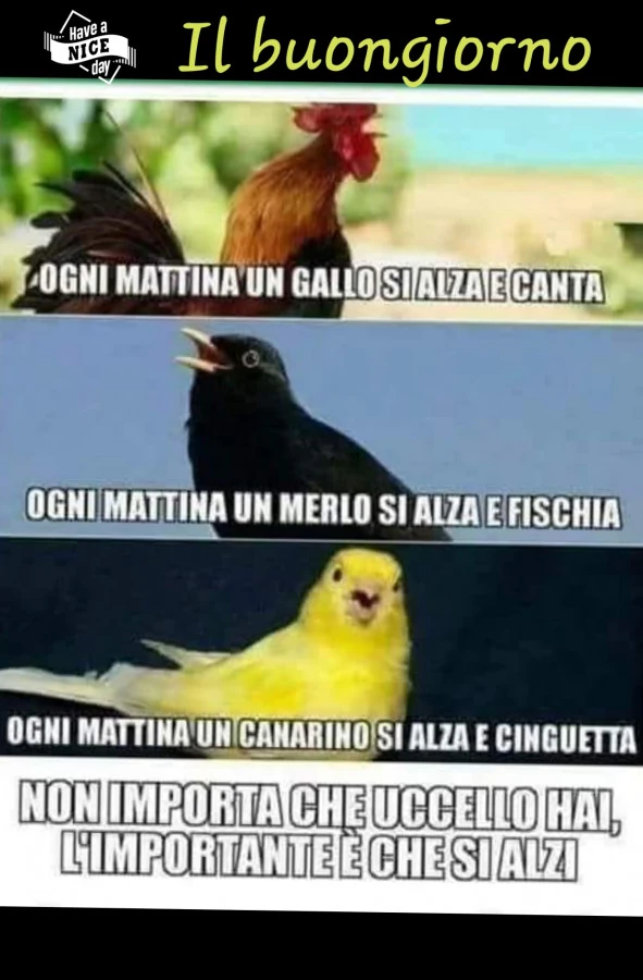 Il Buon