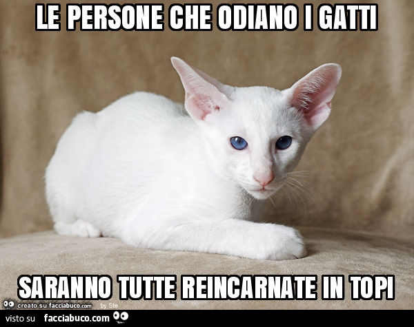 Le persone che odiano i gatti saranno tutte reincarnate in topi