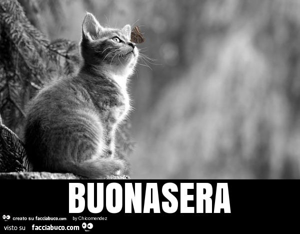 Buonasera