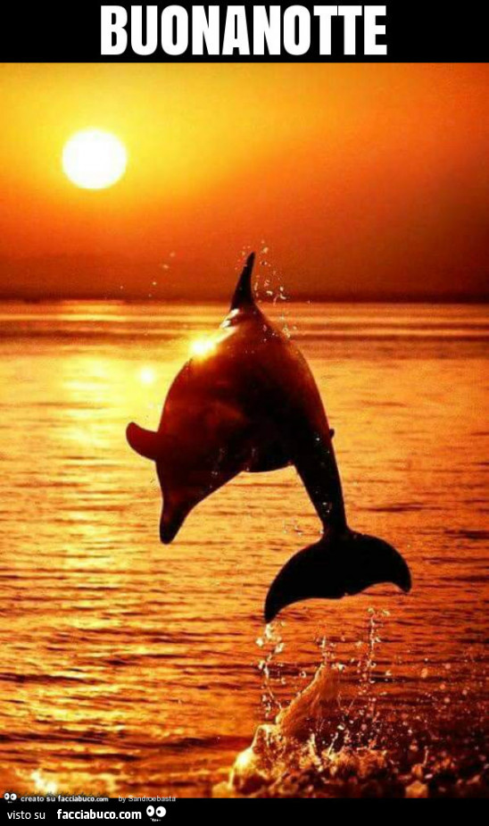 Delfino al tramonto. Buonanotte
