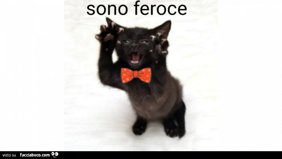 Gattino nero. Sono feroce