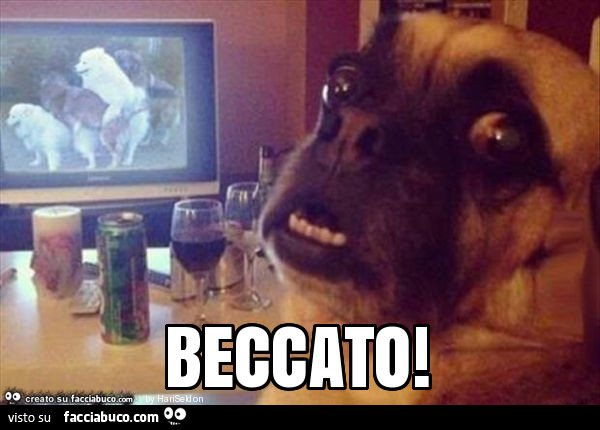 Beccato