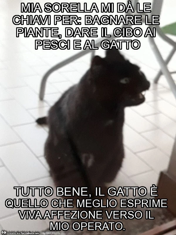 Mia sorella mi dà le chiavi per: bagnare le piante, dare il cibo ai pesci e al gatto tutto bene, il gatto è quello che meglio esprime viva affezione verso il mio operato