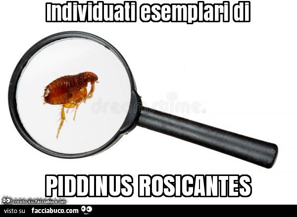 Individuati esemplari di piddinus rosicantes