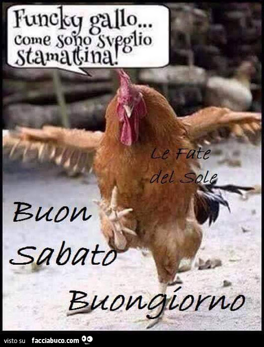 Funcky Gallo Come Sono Sveglio Stamattina Buon Sabato Buongiorno Facciabuco Com