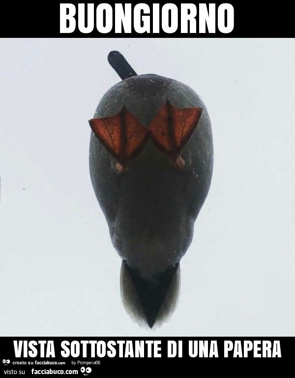 Buongiorno vista sottostante di una papera