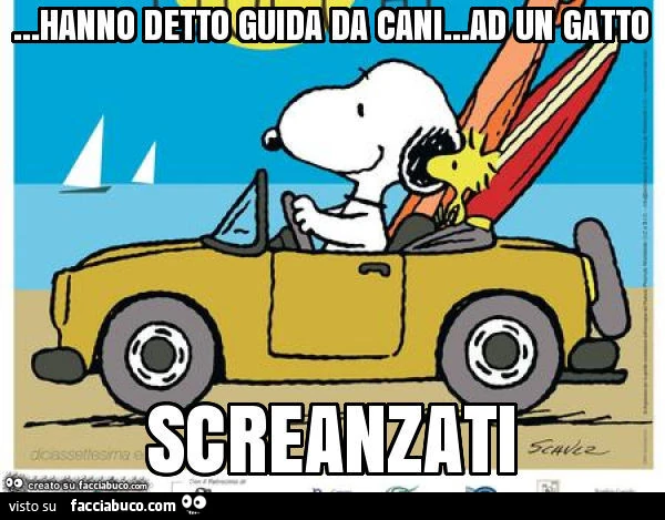 Hanno detto guida da cani&hellip; ad un gatto screanzati