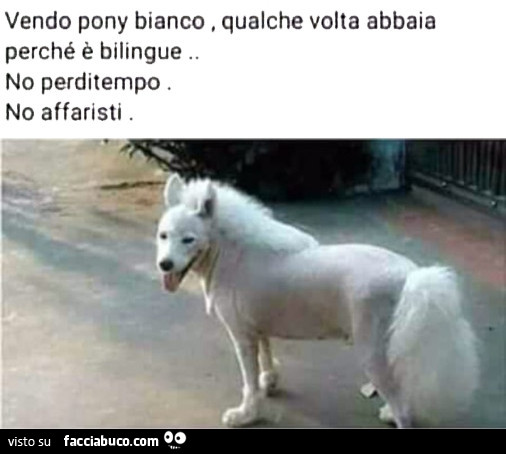 Vendo pony bianco. Qualche volta abbaia perché è bilingue. No perditempo. No affaristi