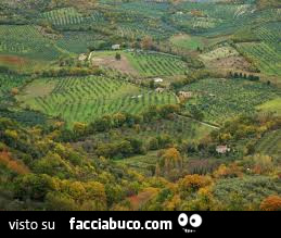 Vaccata