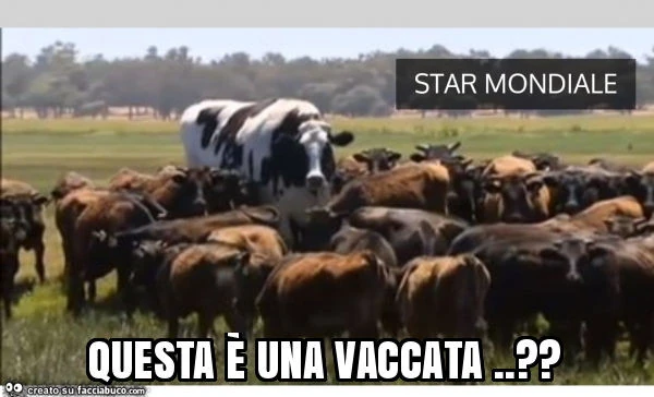 Questa è una vaccata. ?