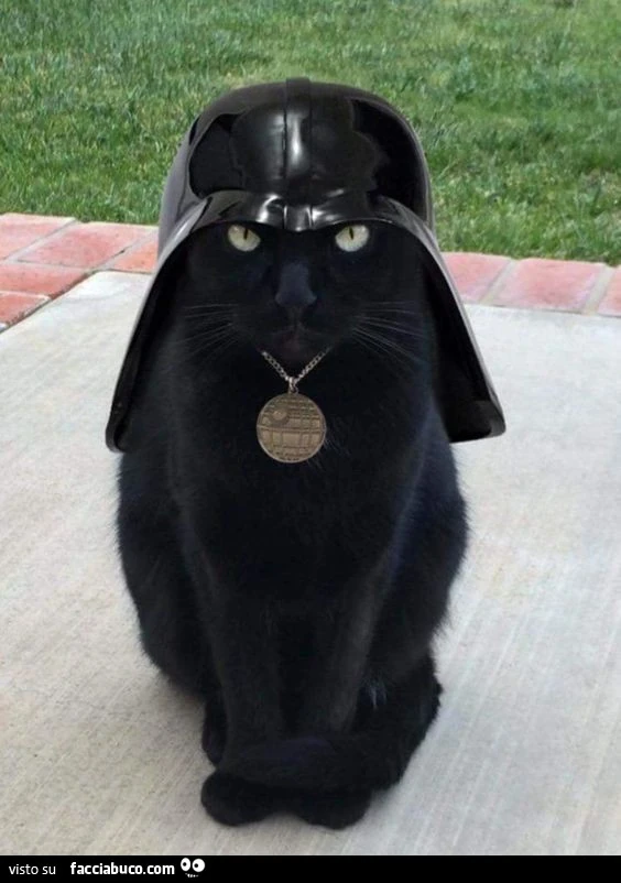 Gatto nero con cappello di Dart Vader