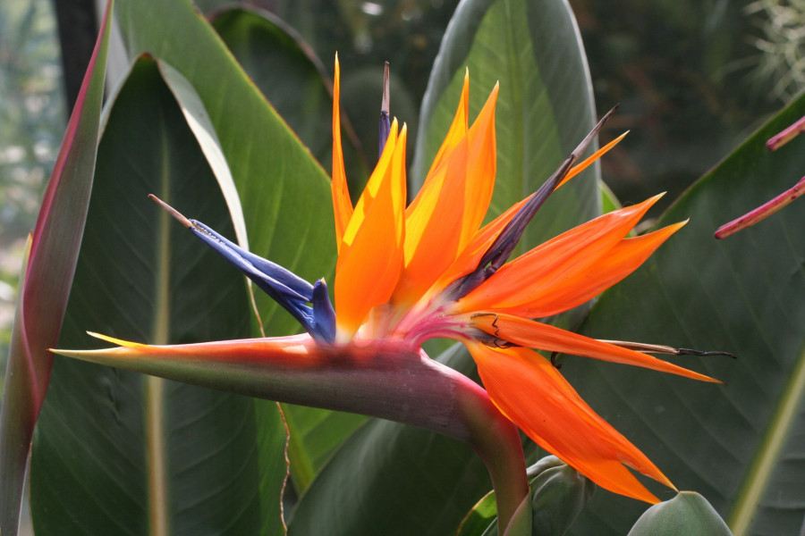 Strelitzia Reginae Fiore Prezioso Per La Bellezza Ed Altrettanto Noto Facciabuco Com