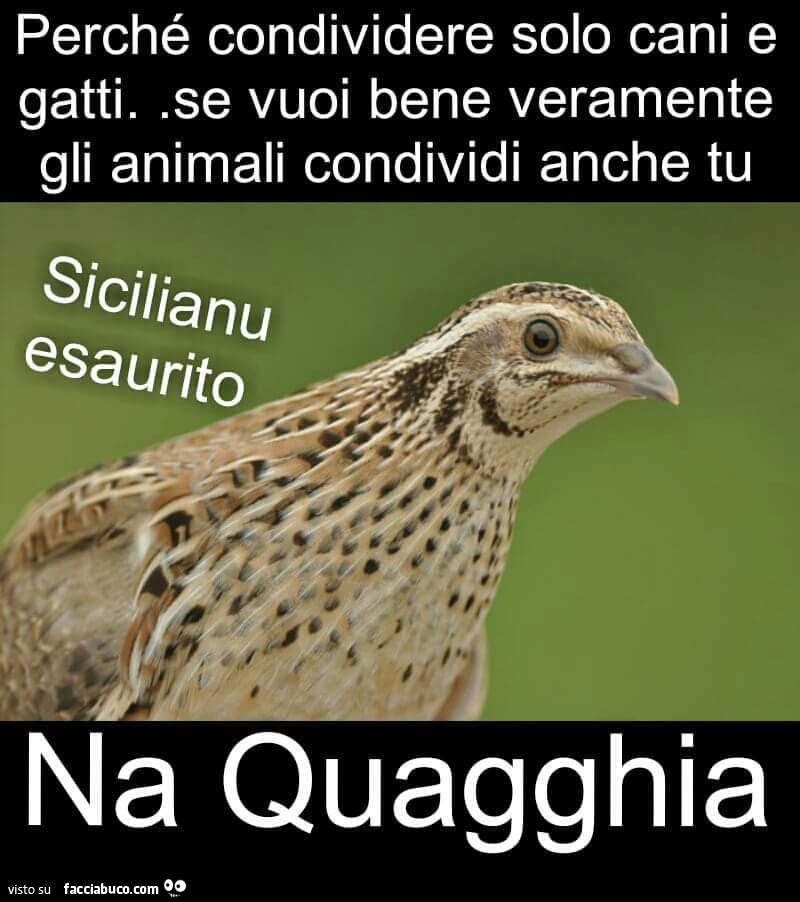 Perché condividere solo cani e gatti. Se vuoi bene veramente gli animali condividi anche tu na quagghia