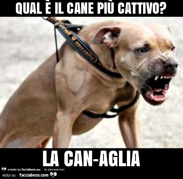 Qual è il cane più cattivo? La can-aglia