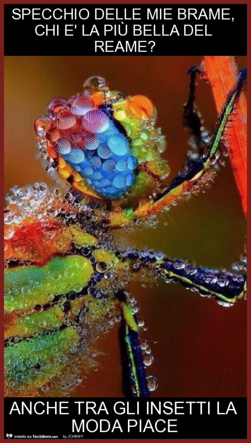 Specchio delle mie brame, chi è la più bella del reame? Anche tra gli insetti la moda piace