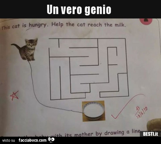 Labirinto gatto. Un vero genio