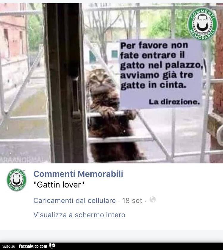 Per favore non fate entrare il gatto nel palazzo, avviamo già tre gatte in cinta. Gattin lover