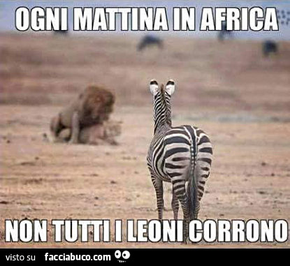 Ogni mattina in africa non tutti i leoni corrono