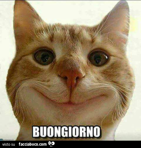 Gatto che sorride. Buongiorno