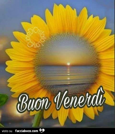 Girasole. Buon Venerdì