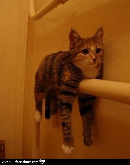 Gatto sul tubo