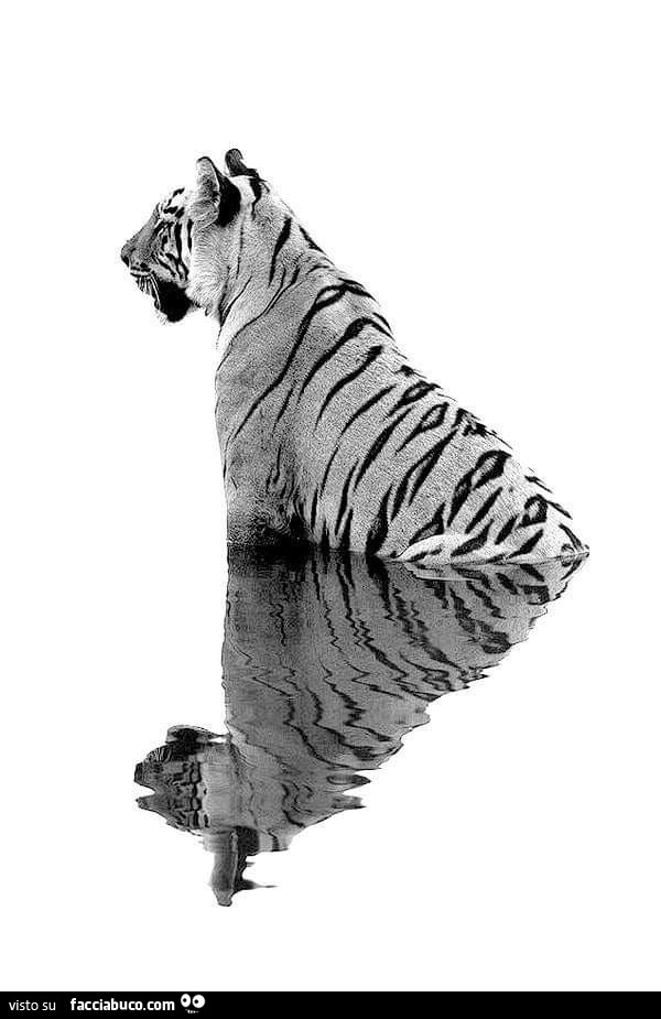 Tigre con riflesso nell'acqua
