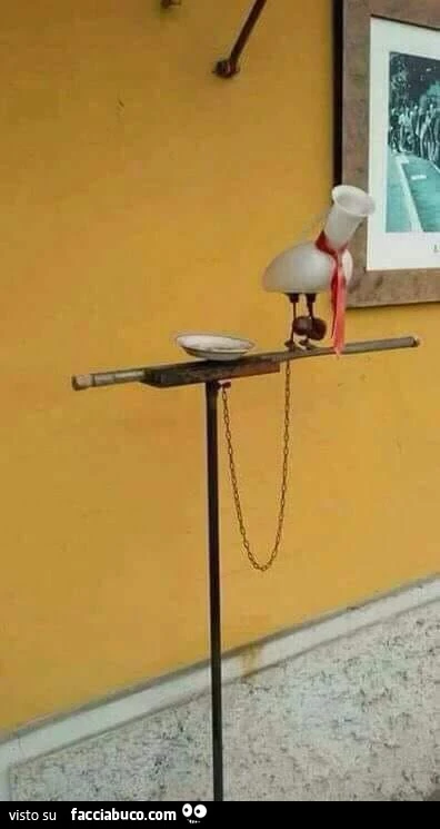 Pappagallo sulla sbarra