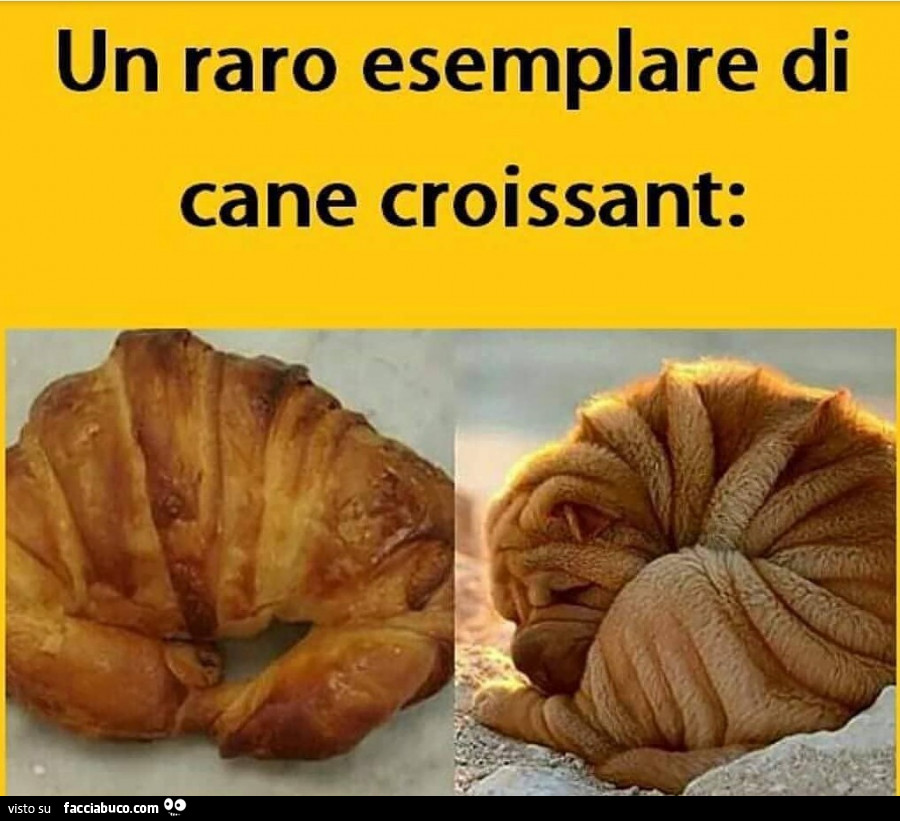 1tza6ib4on-un-raro-esemplare-di-cane-croissant-bello_b.jpg