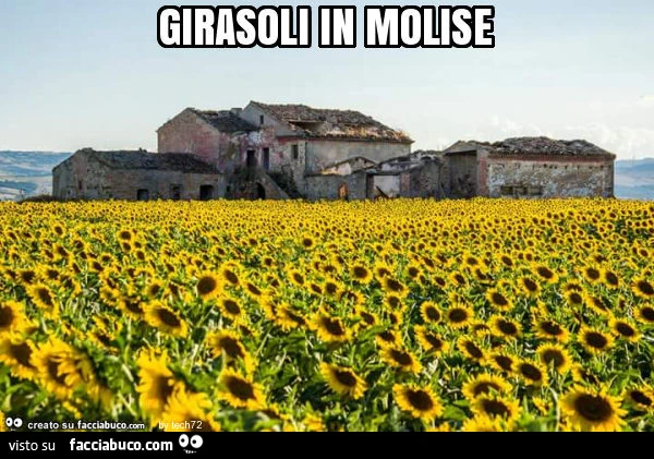 Girasoli in molise