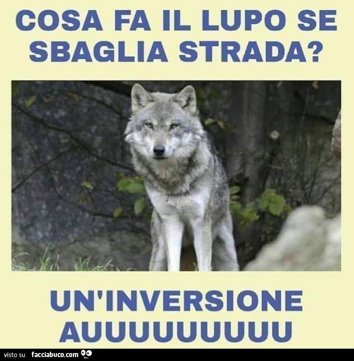 Cosa fa il lupo se sbaglia strada? Un'inversione auuuuuuuuu