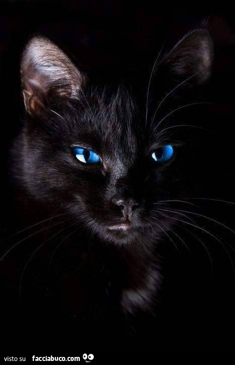 Gatto nero con occhi blu