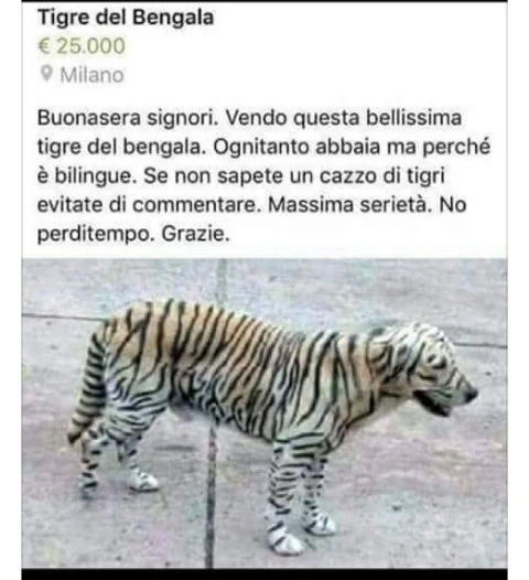 Vaccata