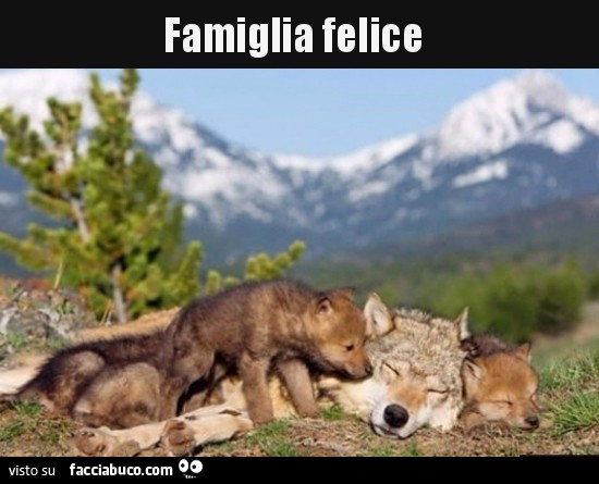 Famiglia felice di lupetti