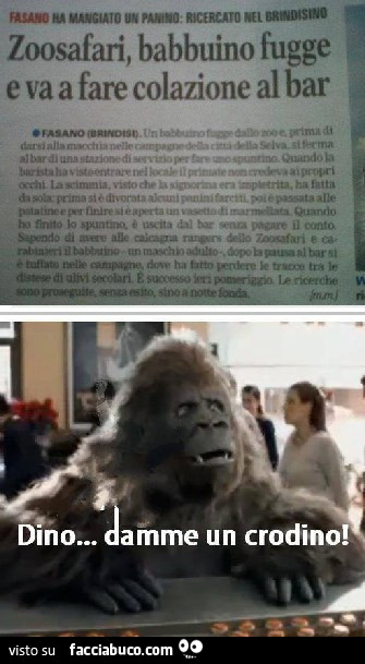 Zoosafari, babbuino fugge e va a fare colazione al bar. Dino… damme un crodino