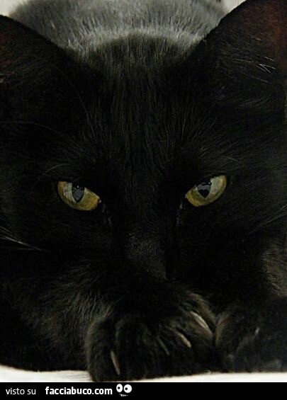 Gatto nero con occhi gialli