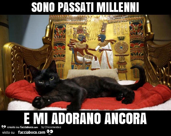 Gatto nero sulla sedia egizia: Sono passati millenni e mi adorano ancora