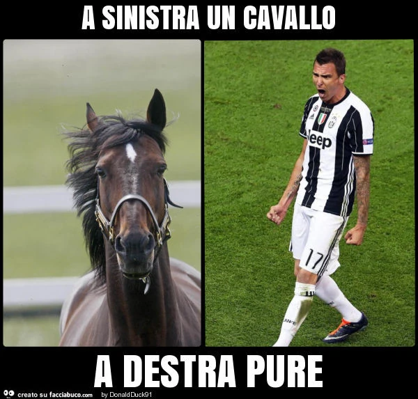 A sinistra un cavallo a destra pure