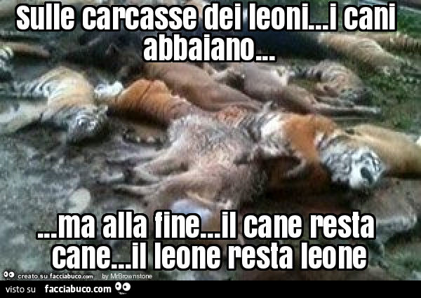 Sulle carcasse dei leoni… i cani abbaiano… ma alla fine… il cane resta cane… il leone resta leone